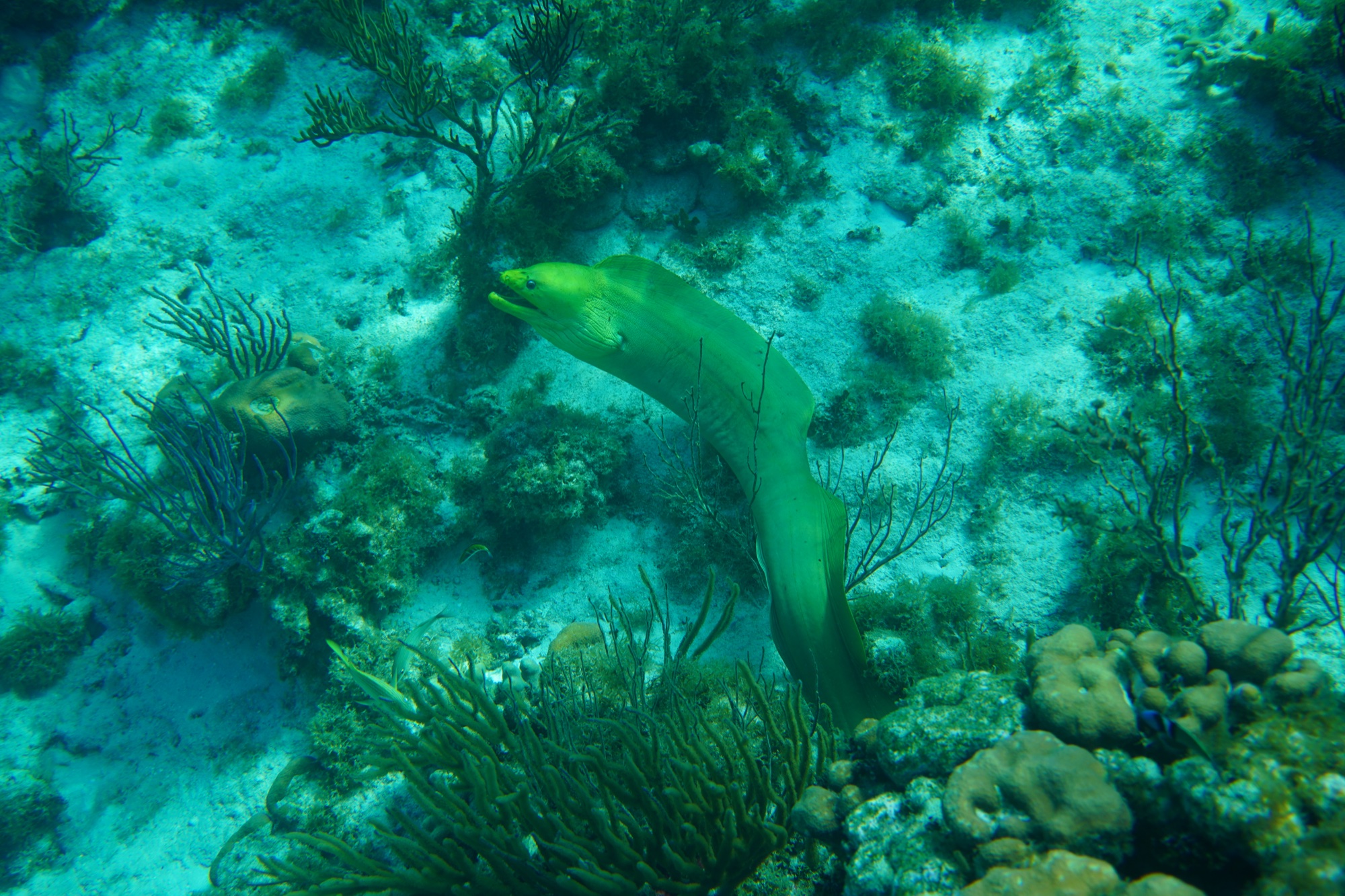 Green moray eel on the reef, Grand Cayman
