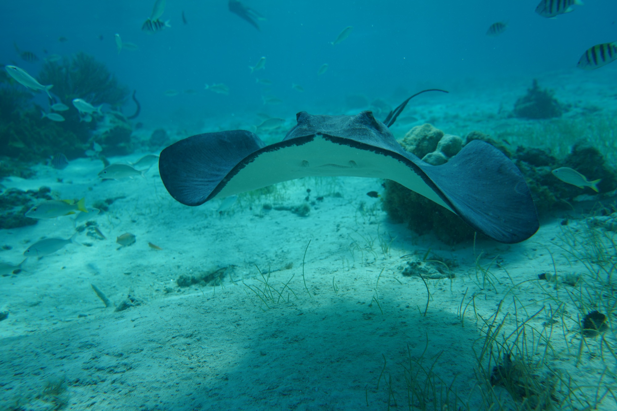 Southern stingray on the sea floor, Grand Cayman