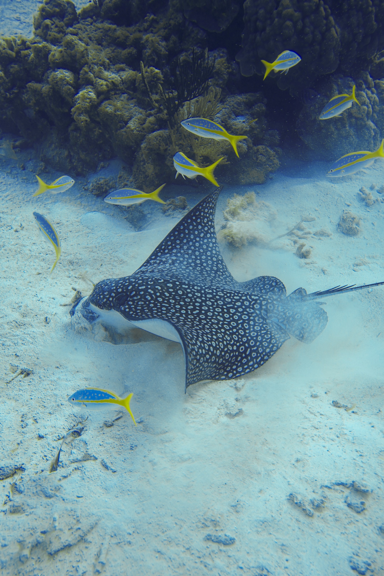 Spotted eagle ray on the reef, Grand Cayman