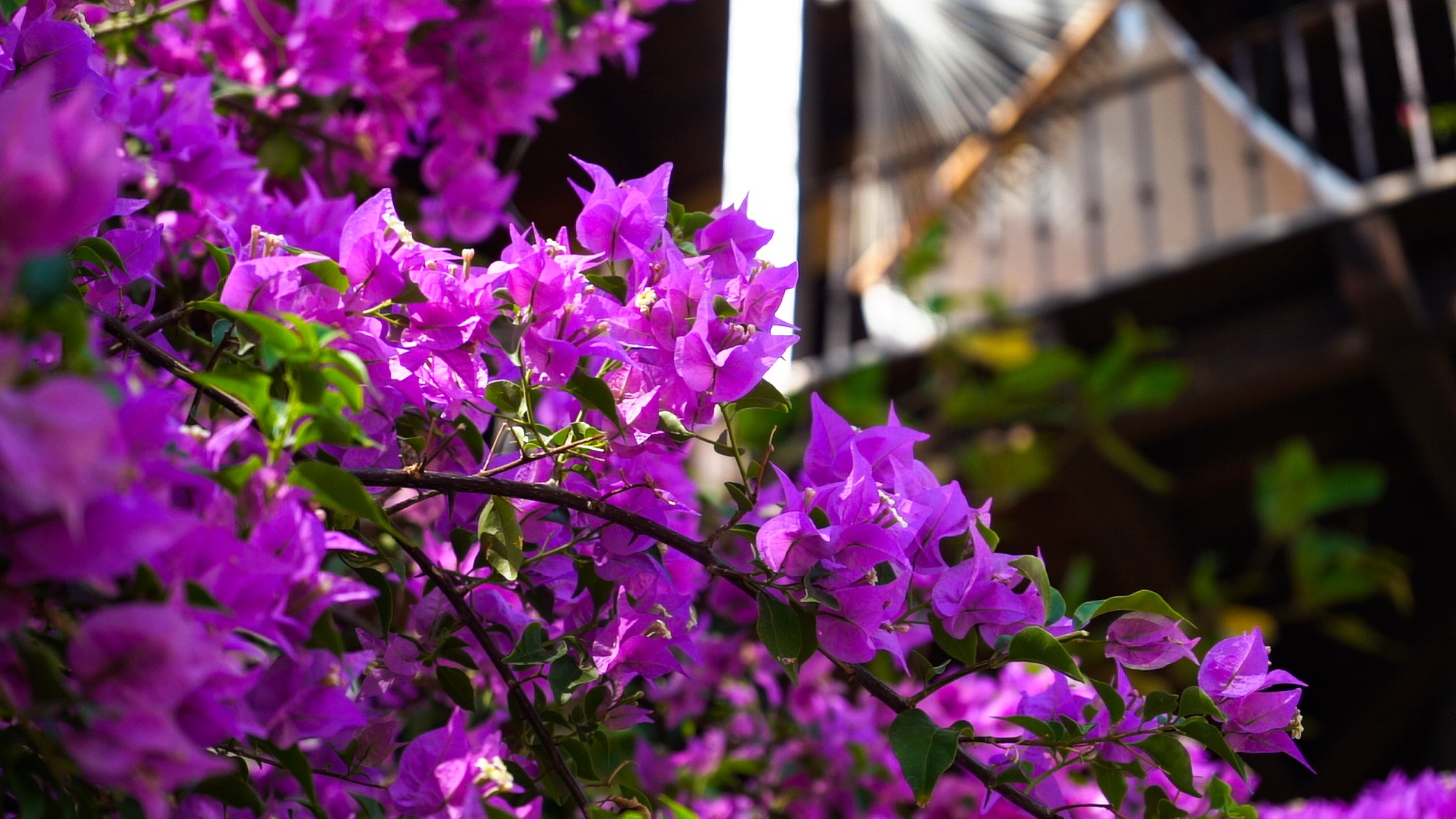 Bougainvillea flowers, Las Catalinas, Costa Rica