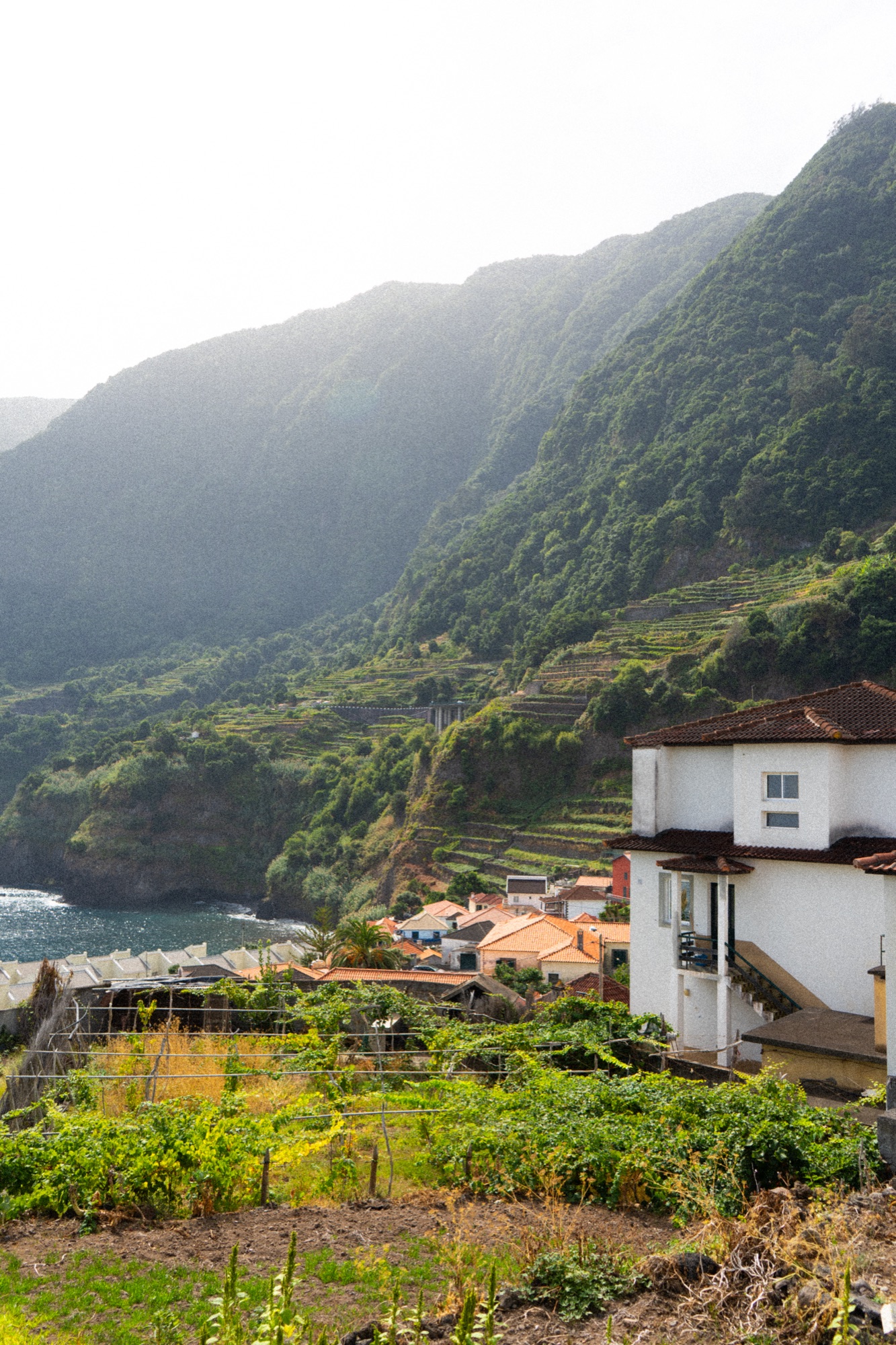 Terraced hillside vineyard above a coastal village, Madeira, Portugal